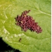 Marsh Fritillary aurinia larvae  10 larvae
